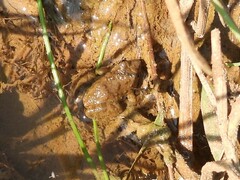 Phrynobatrachus natalensis