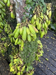 Averrhoa bilimbi