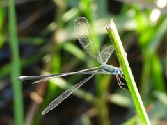 Lestes virgatus