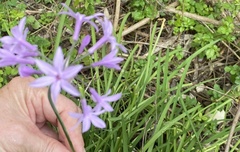 Tulbaghia violacea