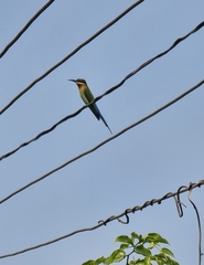 Merops philippinus