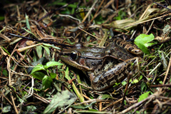 Lithobates taylori