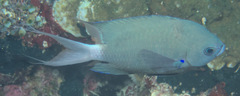 Pycnochromis caudalis