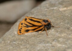 Setina aurita