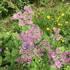 Adenostyles alliariae