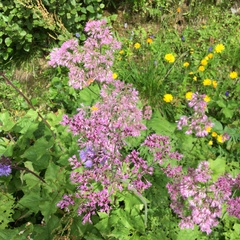 Adenostyles alliariae