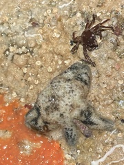 Leptasterias hexactis