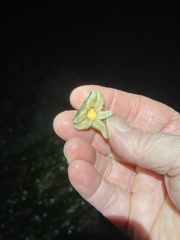 Leptasterias hexactis