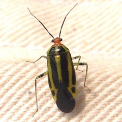 Poecilocapsus lineatus