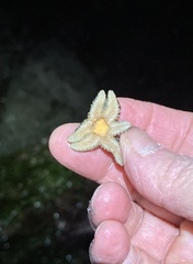 Leptasterias hexactis