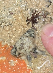 Leptasterias hexactis