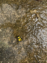 Cyllopoda jatropharia