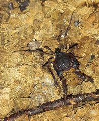 Metagyndes pulchella