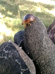 Dicranosterna immaculata