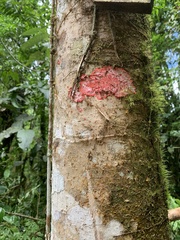 Herpothallon