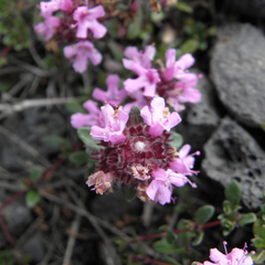 Thymus praecox britannicus
