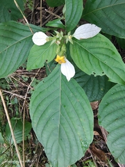 Mussaenda shikokiana