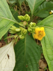 Mussaenda shikokiana