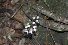 Derris trifoliata