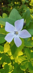Vinca difformis