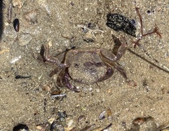 Nectocarcinus integrifrons
