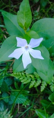 Vinca difformis