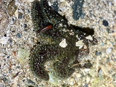 Leptasterias hexactis