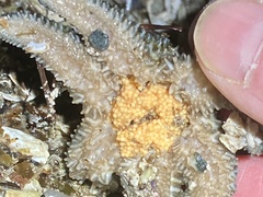 Leptasterias hexactis