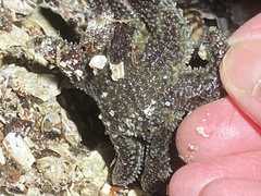 Leptasterias hexactis