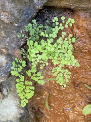 Adiantum