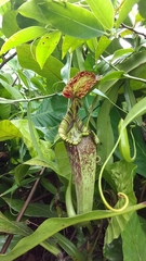Nepenthes rafflesiana