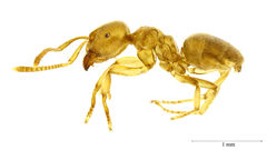 Lasius myops