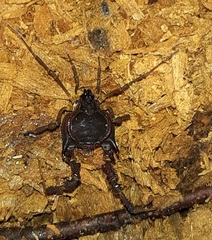 Metagyndes pulchella