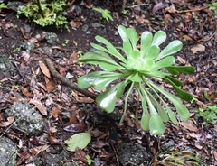 Aeonium urbicum