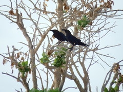 Corvus ruficollis