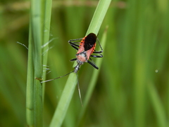 Rhynocoris segmentarius