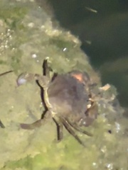 Scylla serrata