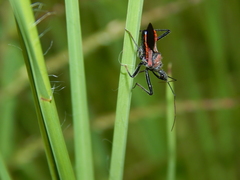 Rhynocoris segmentarius