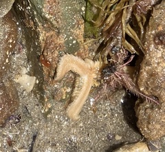 Allostichaster polyplax