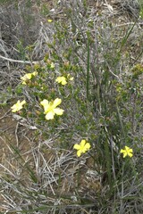 Hibbertia stricta