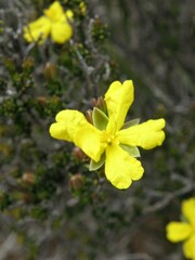 Hibbertia stricta