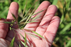 Bromus madritensis