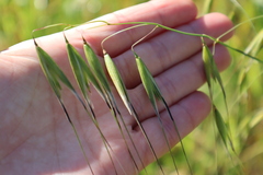 Bromus madritensis