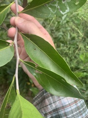 Denhamia bilocularis