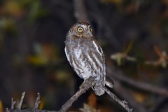 Micrathene whitneyi