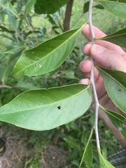 Denhamia bilocularis