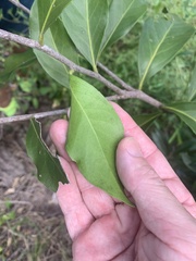 Denhamia bilocularis