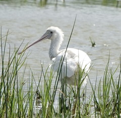 Platalea flavipes