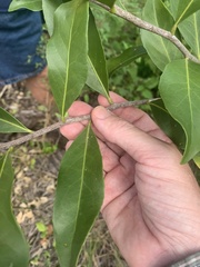 Denhamia bilocularis