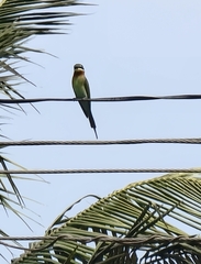 Merops philippinus